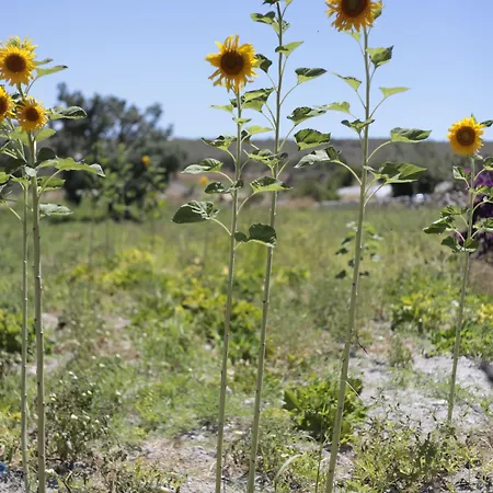 Vadi Hotel Alaçatı