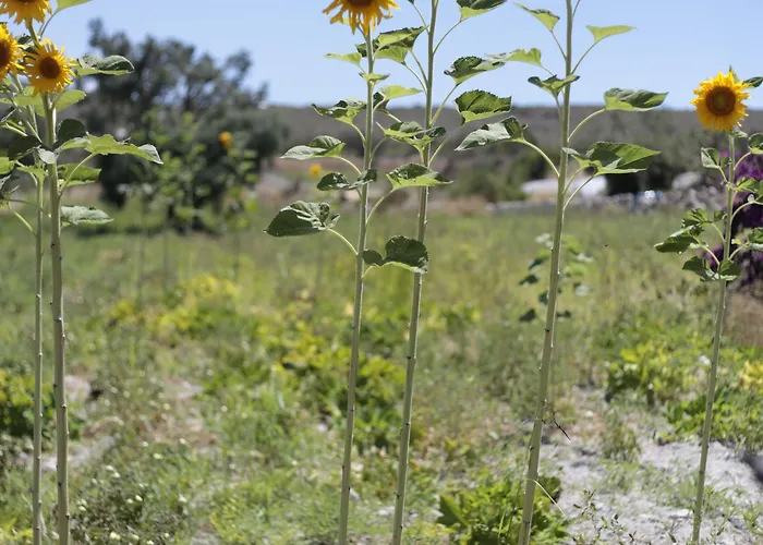 Vadi Hotel Alaçatı